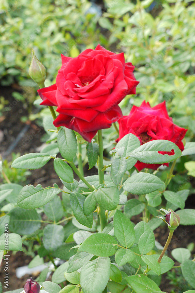 two large opened buds of bright scarlet roses