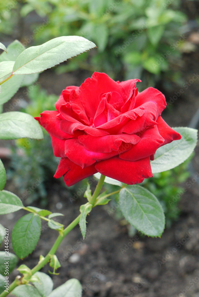 Queen of flowers, beautiful lush red rose on a high stalk with green leaves Queen of flowers, beautiful lush red rose on a high stalk with green leaves