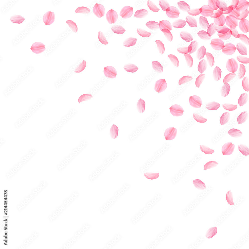 Sakura petals falling down. Romantic pink silky medium flowers. Thick flying cherry petals.