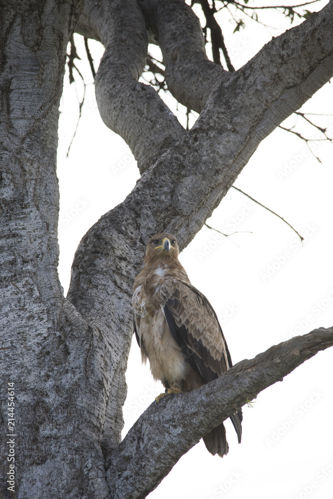 A hawk just fiercely landed on a branch of tree in Africa