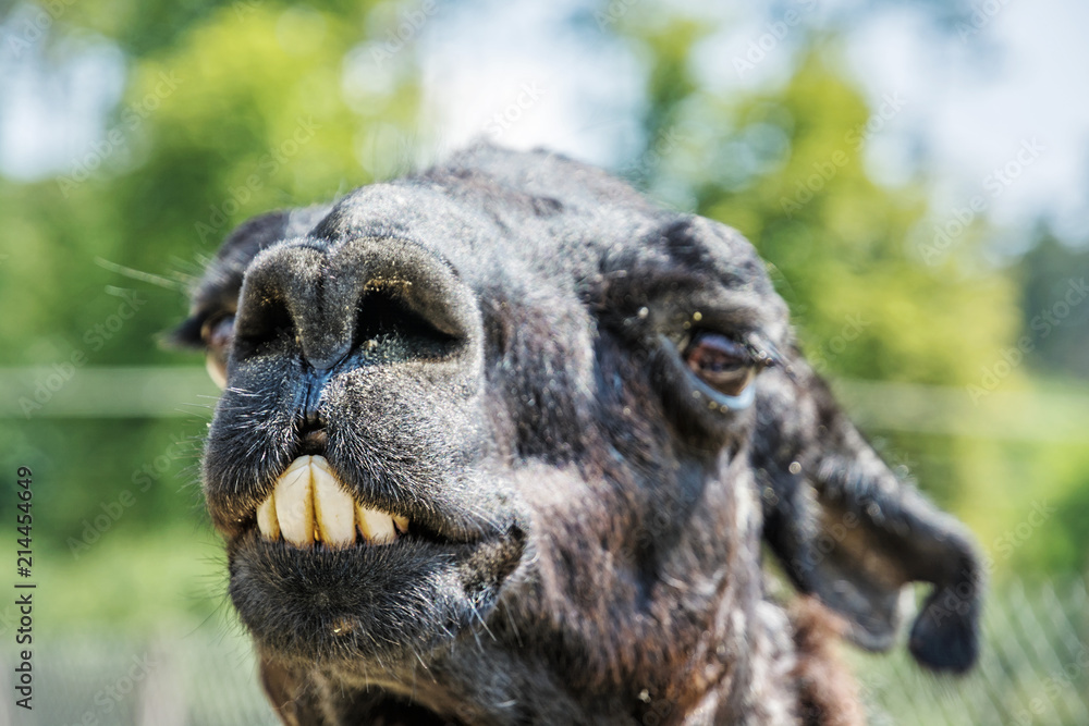 Portrait of llama with funny teeth Stock Photo | Adobe Stock Portrait of llama with funny teeth Stock Photo | Adobe Stock