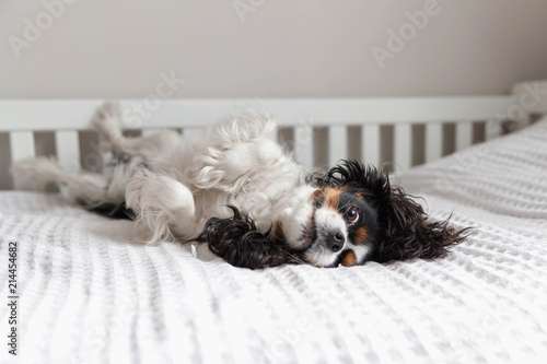 Obraz na plátne Cavalier spaniel fooling around on the bed