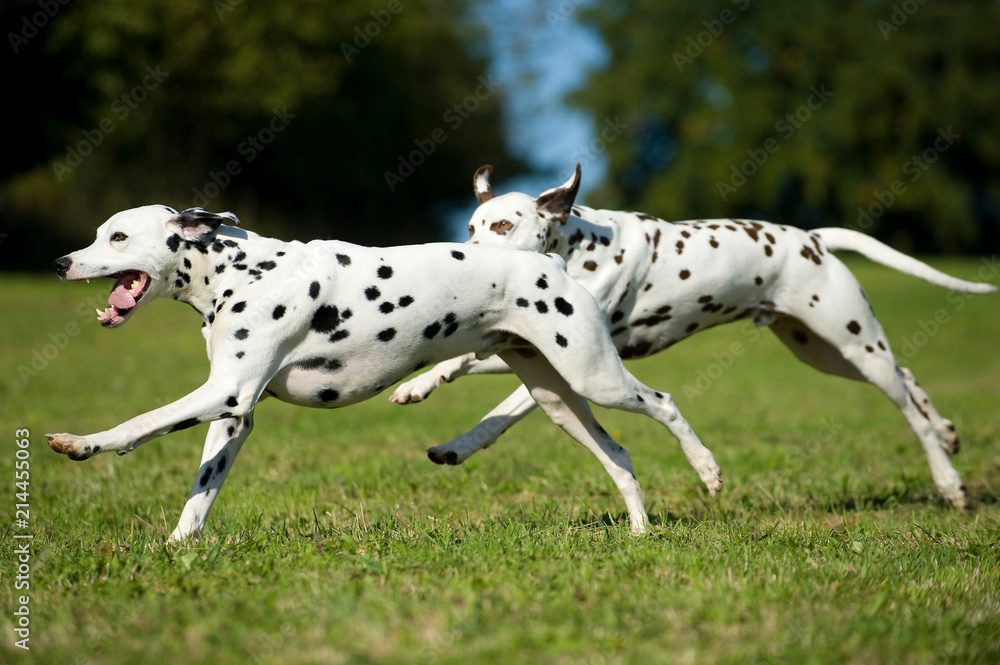 Zwei rennende Dalmatiner in einer Wiese