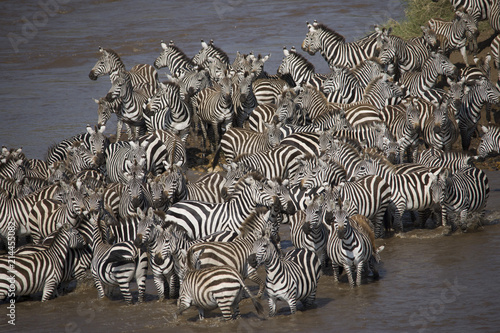 A big herd of Zebra standing on a river in Africa