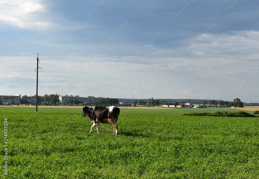 Cow in a meadow