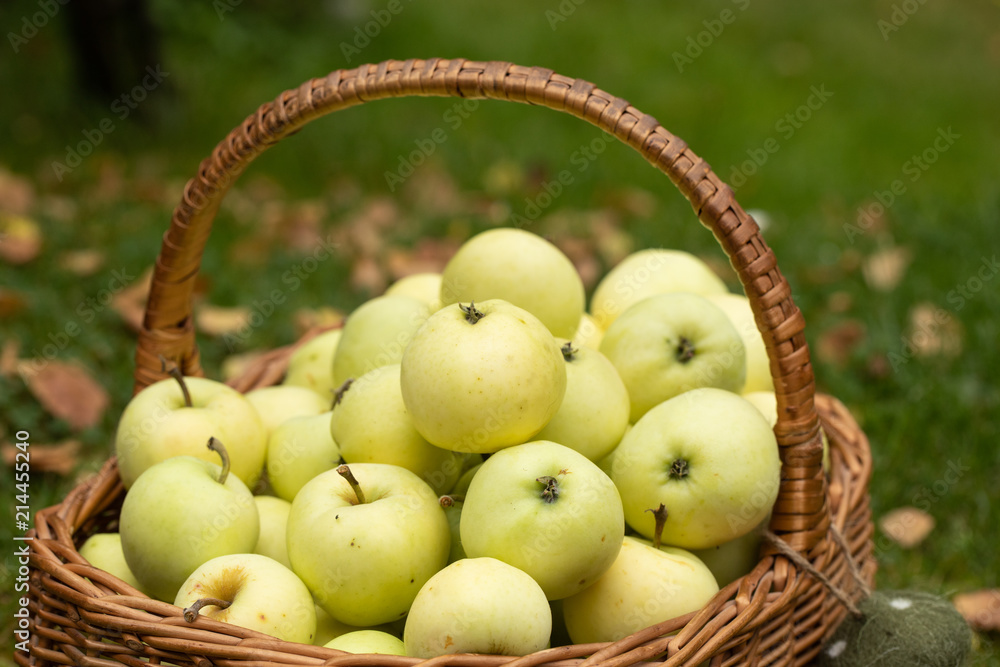 Aufgesammelte Früchte im Herbst Aufgesammelte Früchte im Herbst