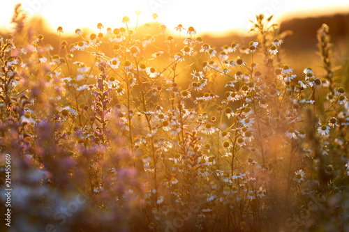 Meadow in sunset light