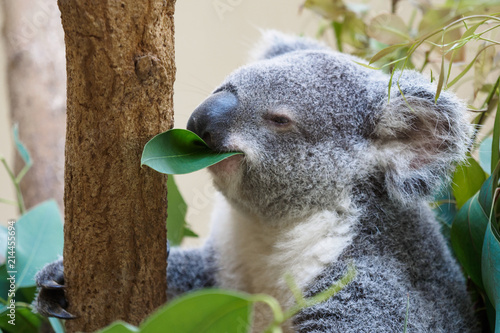 Photography ユーカリを食べるコアラ