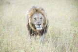 An African lion looking powerful in his pride land in Africa