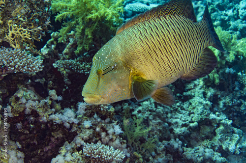 Napoleon Wrass in the Red Sea