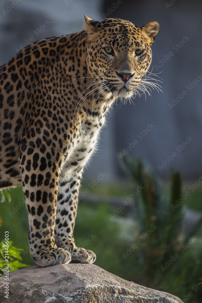 Obraz premium Lovely cheetah