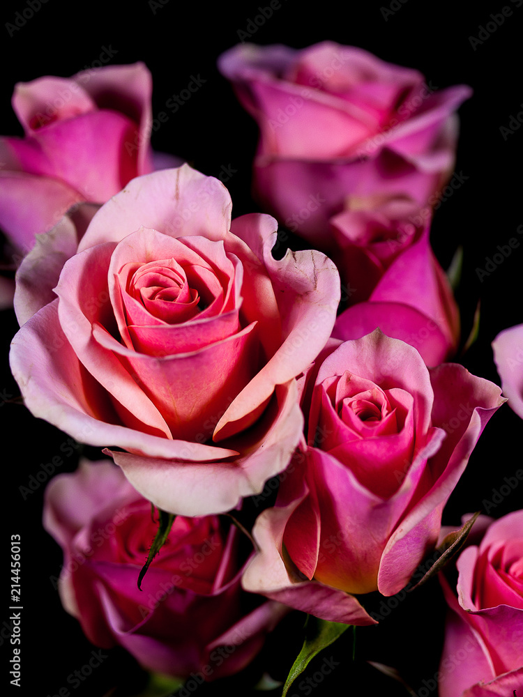 Fototapeta premium flower dahlia rose lily sunflower iris petal bloom single black background