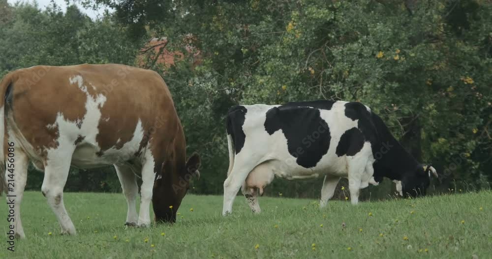 Holstein fresian cows on the big farm meadow Holstein fresian cows on the big farm meadow