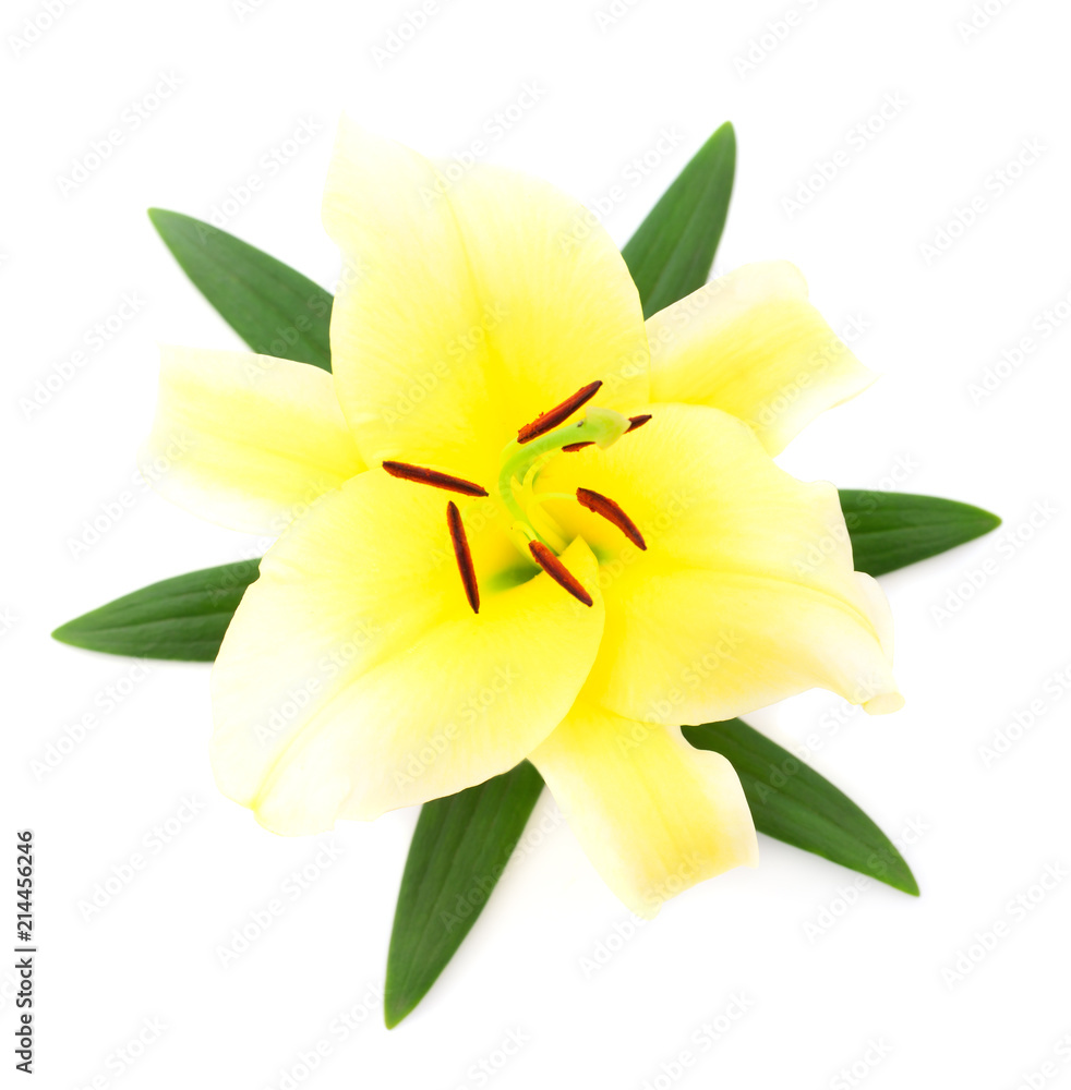 Yellow lily isolated. Yellow lily isolated.