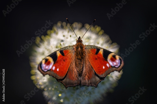 Peacock butterfly (Aglais io)