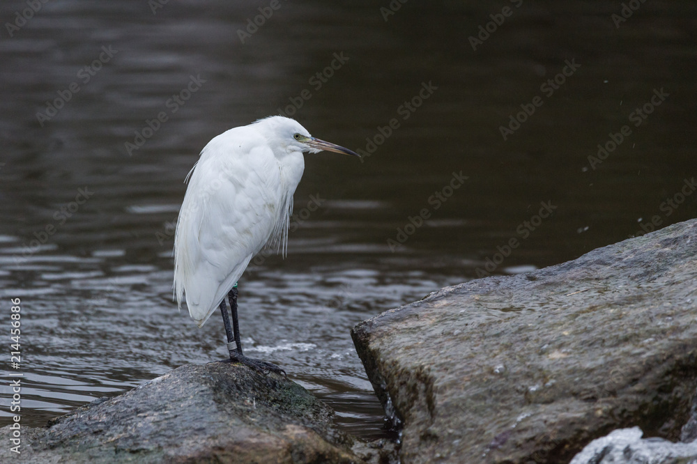 Aigrette garzette Aigrette garzette