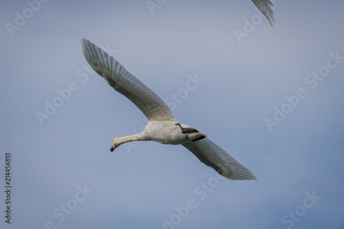 Cygne tuberculé en vol