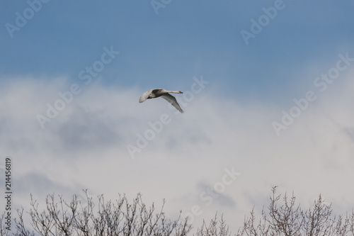 Cygne tuberculé en vol