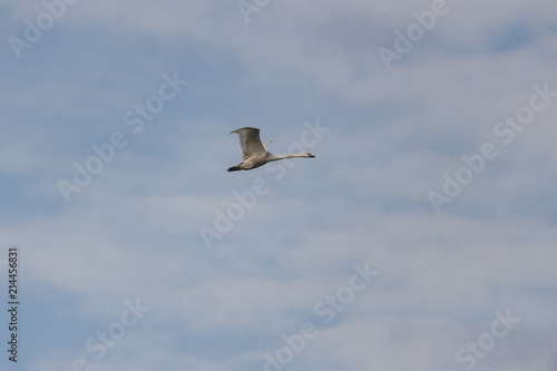Cygne tuberculé en vol