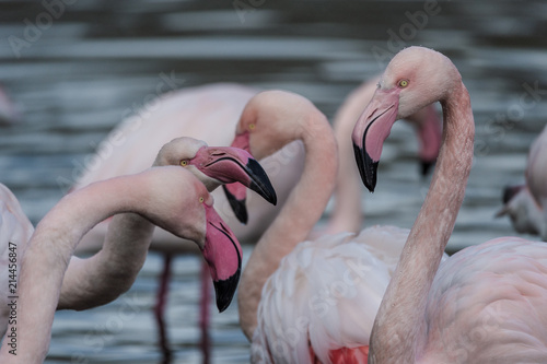 Grands Flamants