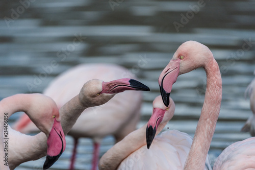 Grand Flamant