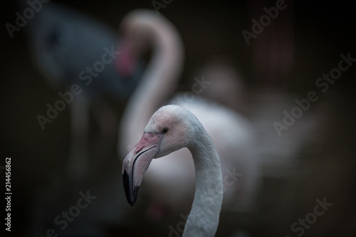 Grand Flamant