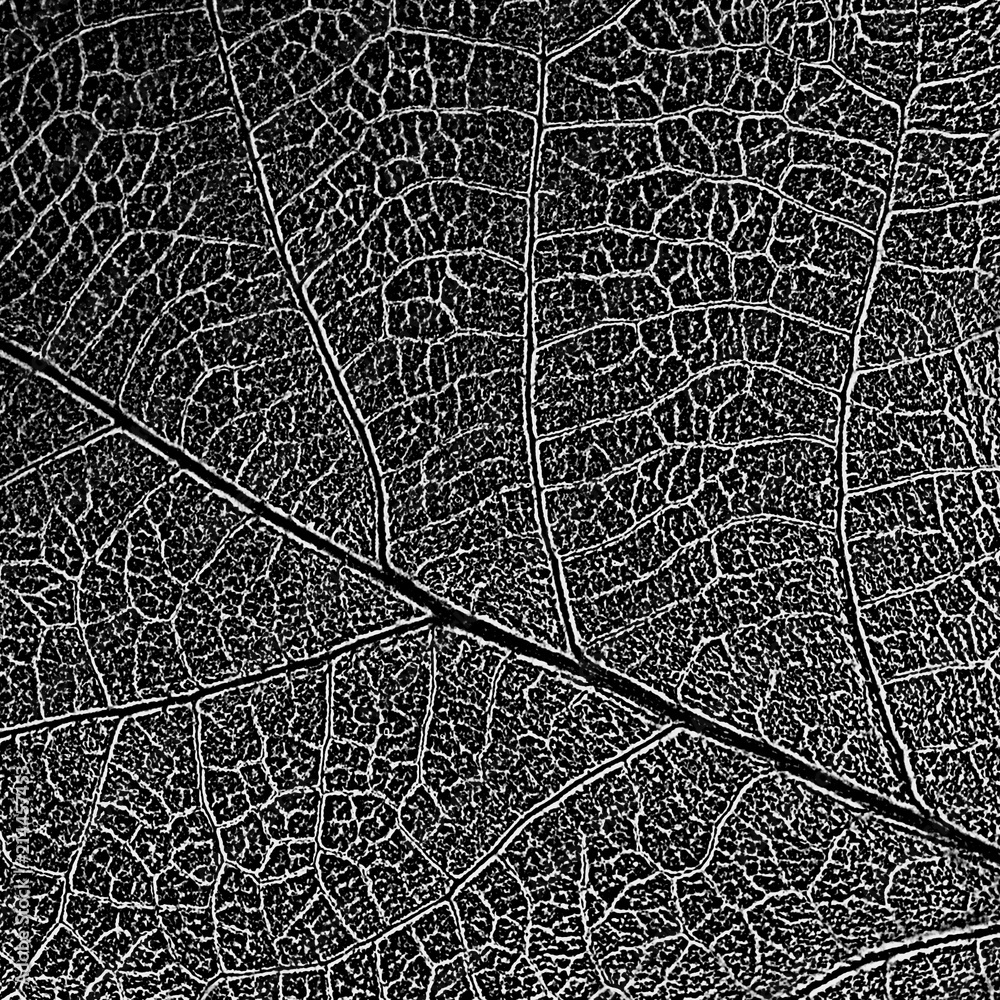 Natural leaf decolorized texture with streaky mesh, imitation stamping. May be used as background