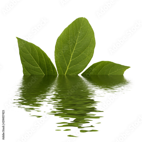 Natural green fresh leaf with stem,  trefoil with a lot of streaks with flooding effect isolated on white background © Jazziel