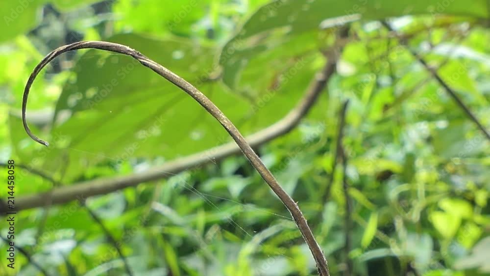 Wasp Nest (Hymenoptera) on on branch in tropical rain forest. Wasp Nest (Hymenoptera) on on branch in tropical rain forest.