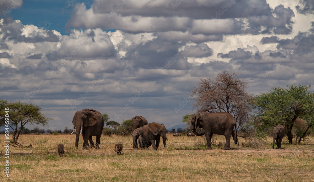 Elephants going on the african savana