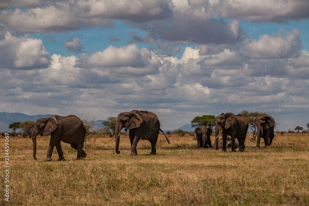 Fototapeta premium Elephants going on the african savana