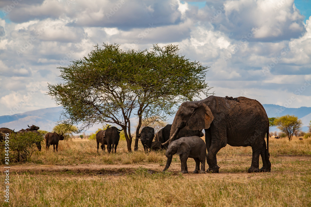 Fototapeta premium Elephants going on the african savana