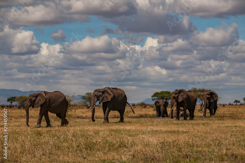 Elephants going on the african savana