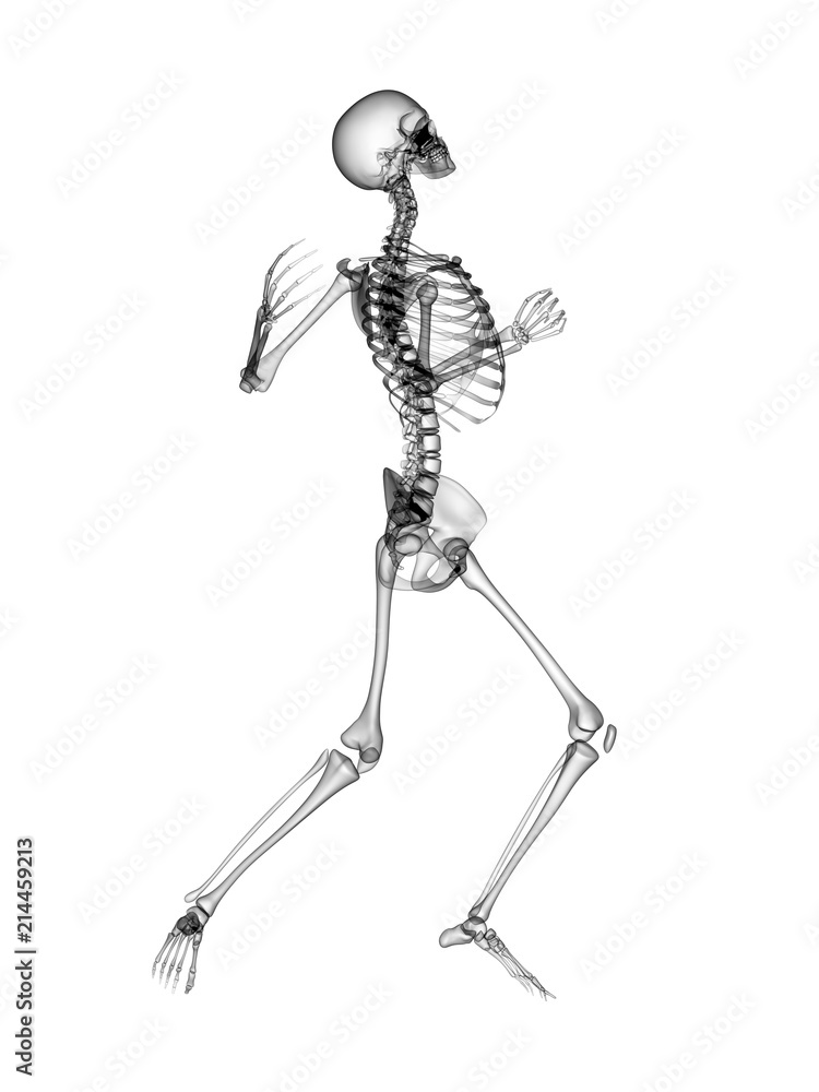 X RAY Skeleton 3D Render X RAY Skeleton 3D Render