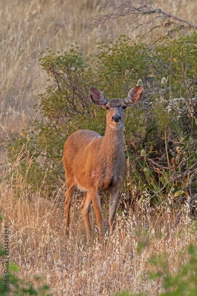 Deer at dusk along California coast Deer at dusk along California coast
