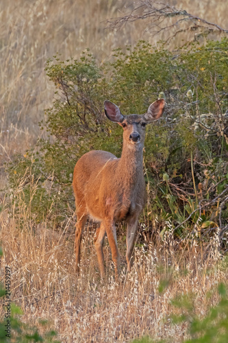 Deer at dusk along California coast