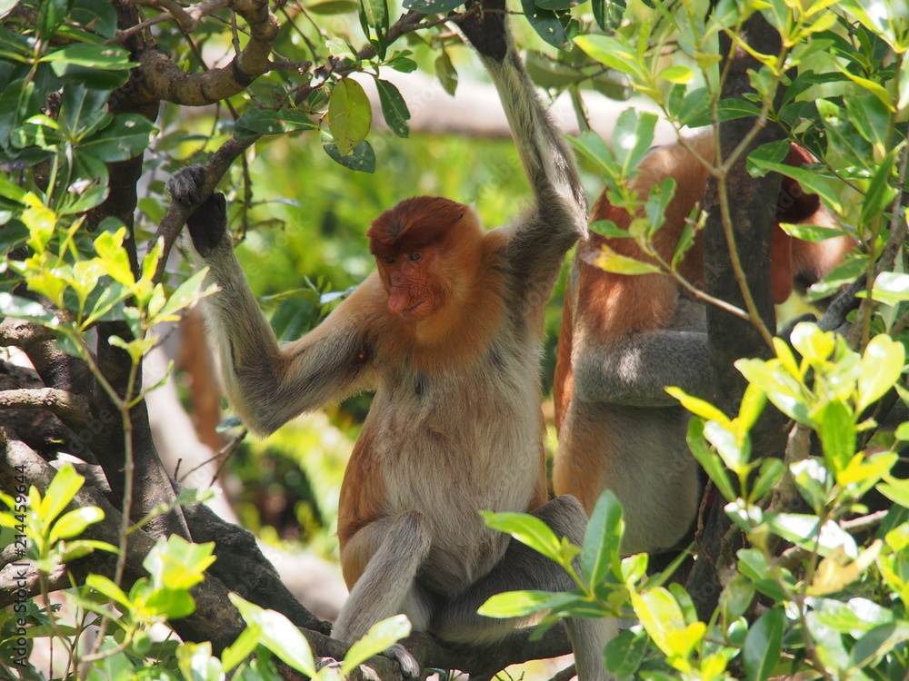 Fototapeta premium Proboscis Monkey waiting for food