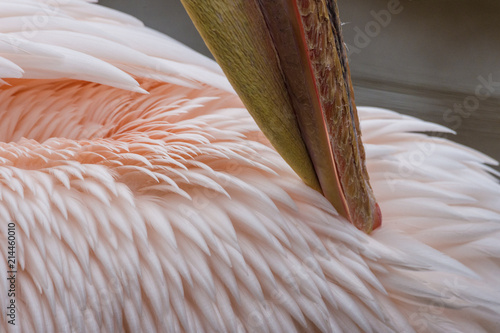 Pélican se lissant les plumes