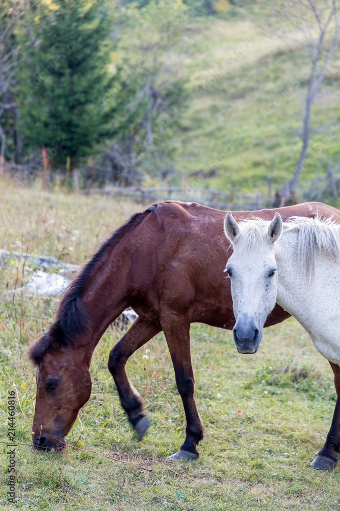 Fototapeta premium Horses