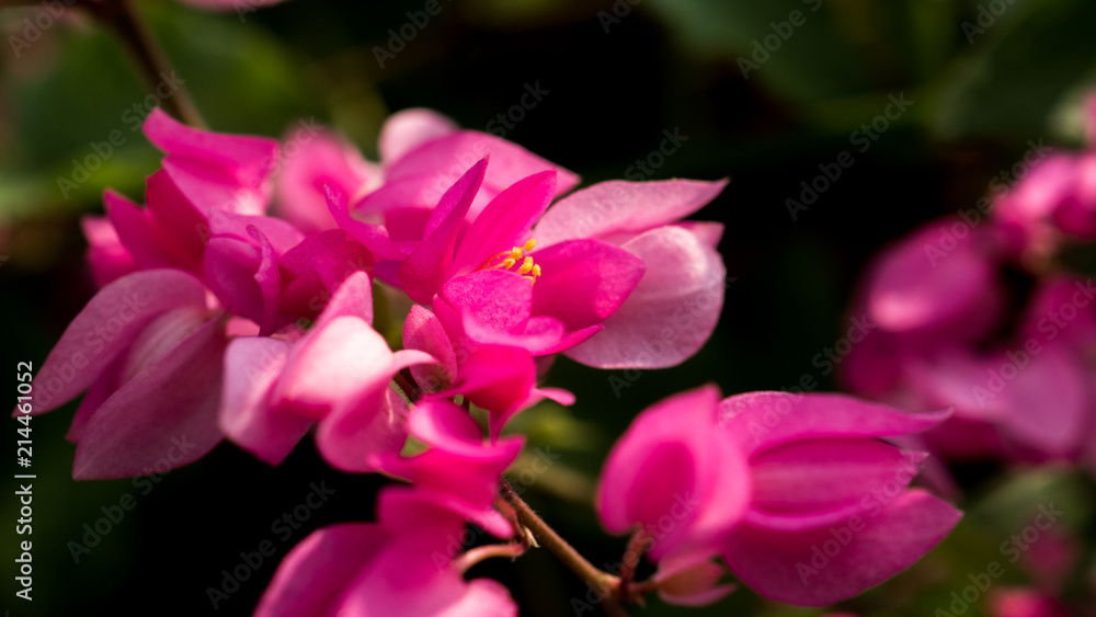 bunch of flower bunch of flower