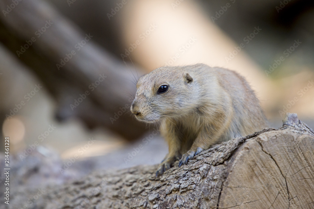 Fototapeta premium Black-tailed prairie dog (Cynomys ludovicianus) watching from nearby burrow