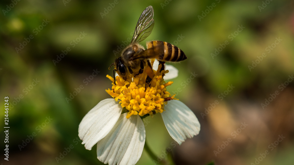bee looking for nectar bee looking for nectar