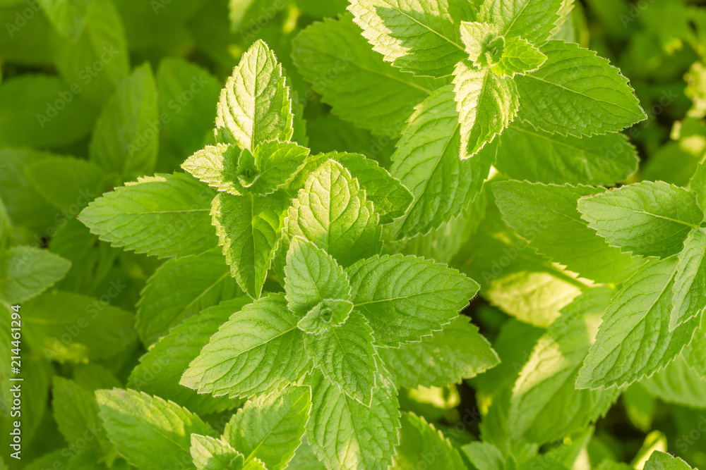Fresh mint leaf background. green mint plants. card for kitchen Fresh mint leaf background. green mint plants. card for kitchen