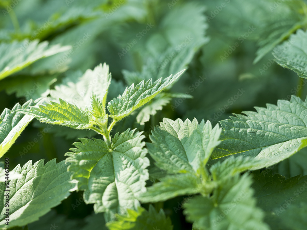 Nahaufnahme von Brennesseln (Urtica) Nahaufnahme von Brennesseln (Urtica)