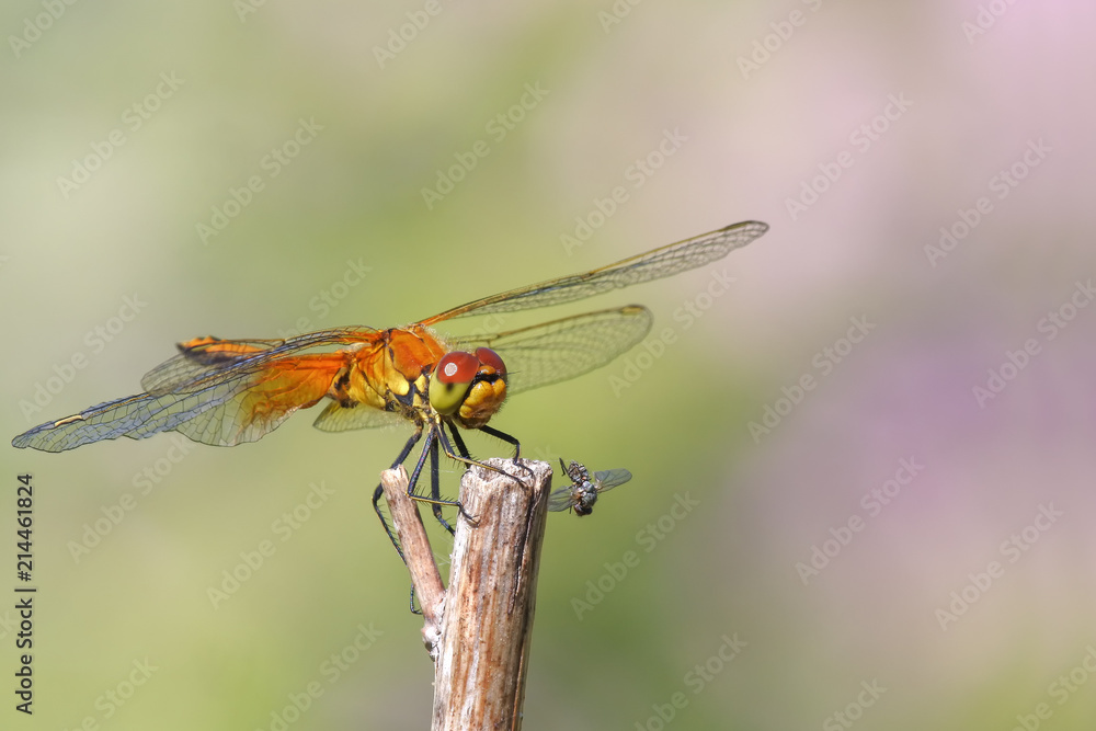 Yellow-winged darter (Sympetrum flaveolum) sitting on a stick Yellow-winged darter (Sympetrum flaveolum) sitting on a stick