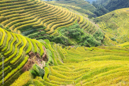 Longji Rice Terraces © swisshippo