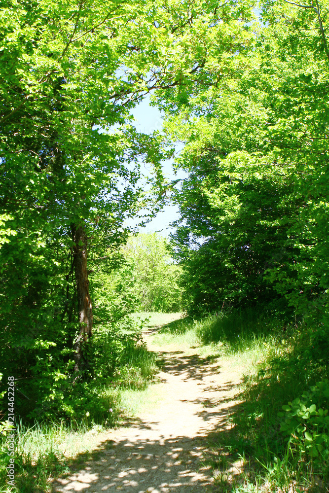 Park landscape - sandy road in the forest on a sunny summer day Park landscape - sandy road in the forest on a sunny summer day