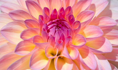 Keuken achterwand Dahlia Dahlia in zomerse tuinsfeer  © swisshippo