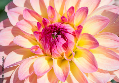 Dahlia flower