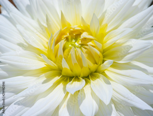 Fototapeta Naklejka Na Ścianę i Meble -  Dahlia flower